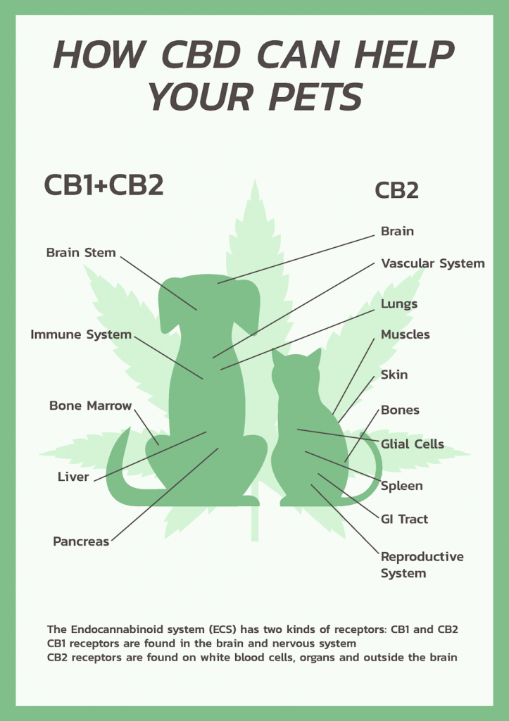 CBD for pets, dogs, cats | CBD4Beginners, the top CBD site in the UK