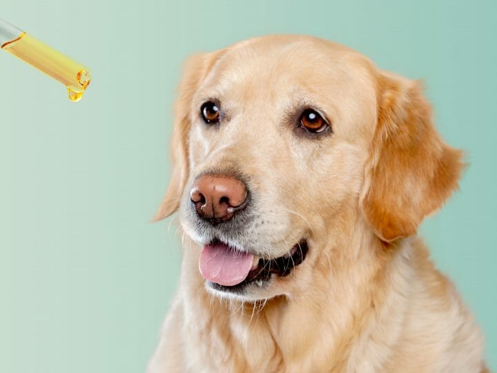 CBD for Senior Pets