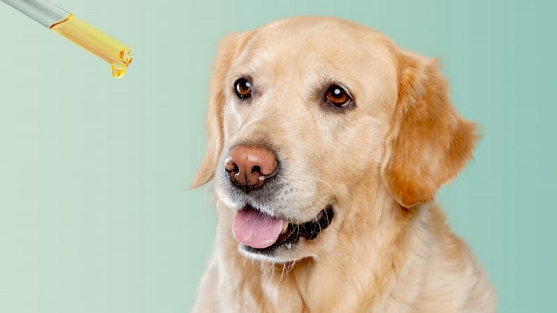 Why Should I Give CBD to My Pet?