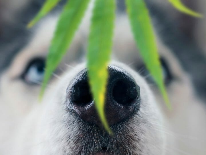 Drug-Sniffing Dogs and CBD