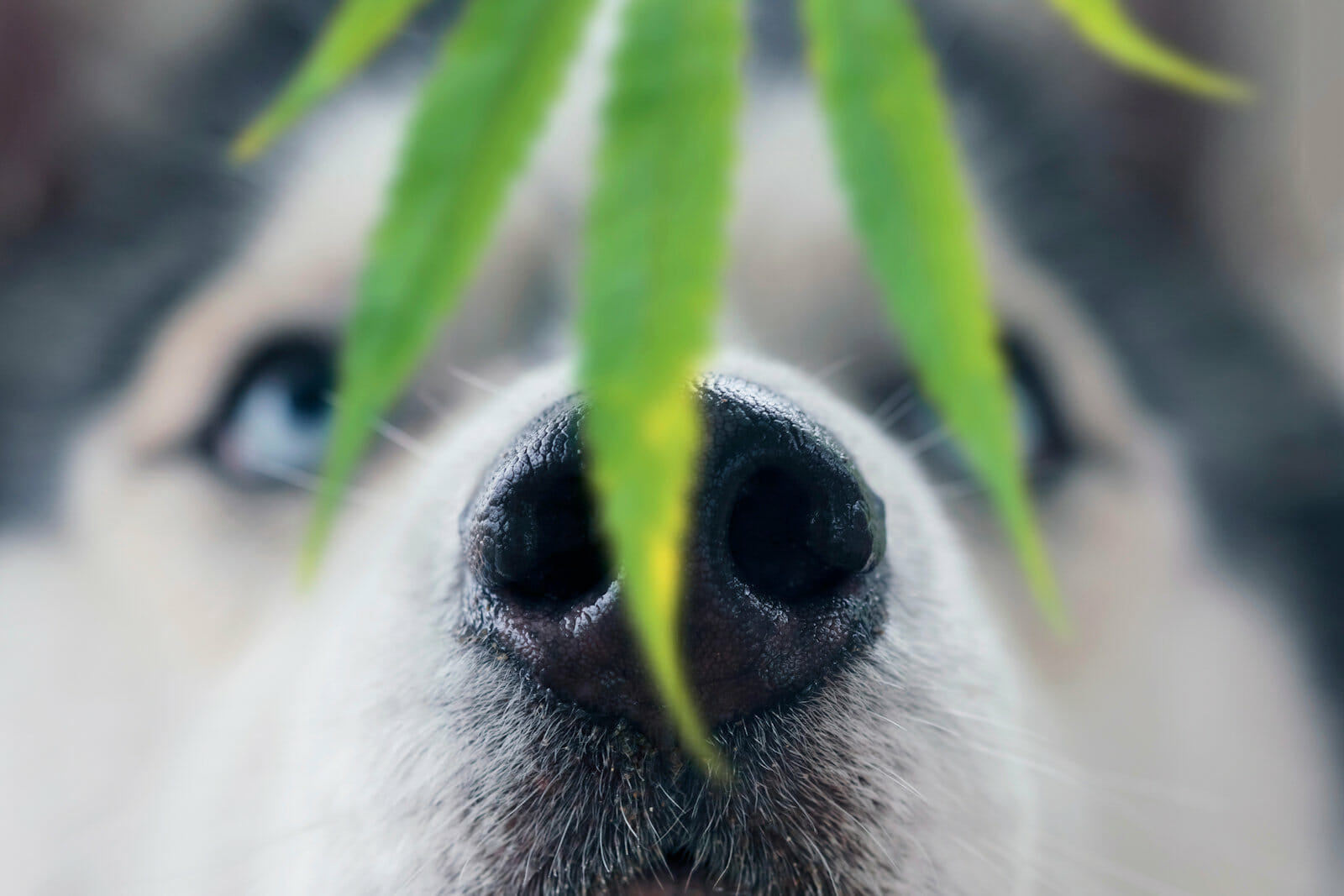 Drug-Sniffing Dogs and CBD