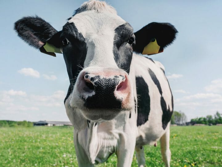 CBD Farming and What Research Tells Us