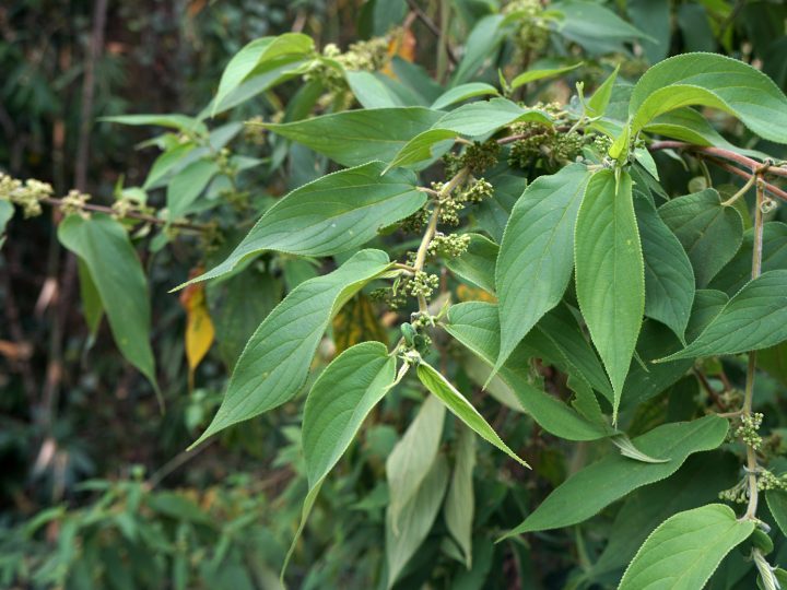 Does CBD Exist in Other Plants Than Hemp?