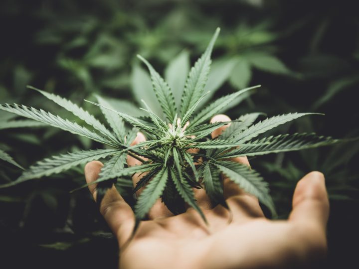 Growing Pains: How Hemp Farmers Help Make High-Quality CBD