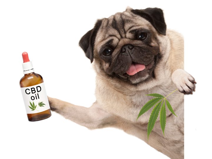 CBD for Pets: What’s the Difference Between Pet CBD and Human CBD?