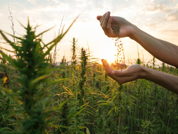 A Day in the Life of a Hemp Farmer